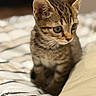 kitten, cat, tabby, pet, animal, feline, whiskers, ears, eyes, cute, curious, indoor, bed, blanket, soft_light, closeup, young, small, fur, portrait