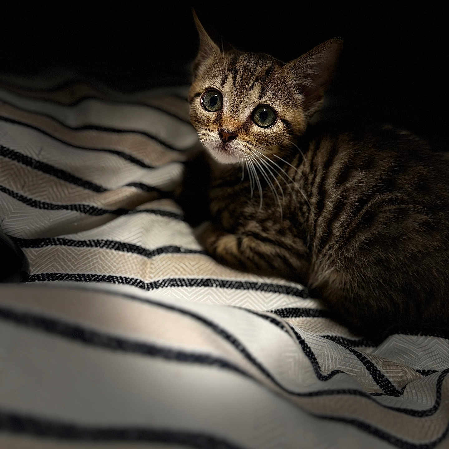 Layla Nova joined the competition — help win amazing prizes! kitten, cat, tabby, pet, animal, striped_blanket, fur, whiskers, cute, closeup, portrait, indoor, soft_light, curious, young, small, feline, resting, cozy, dark_background