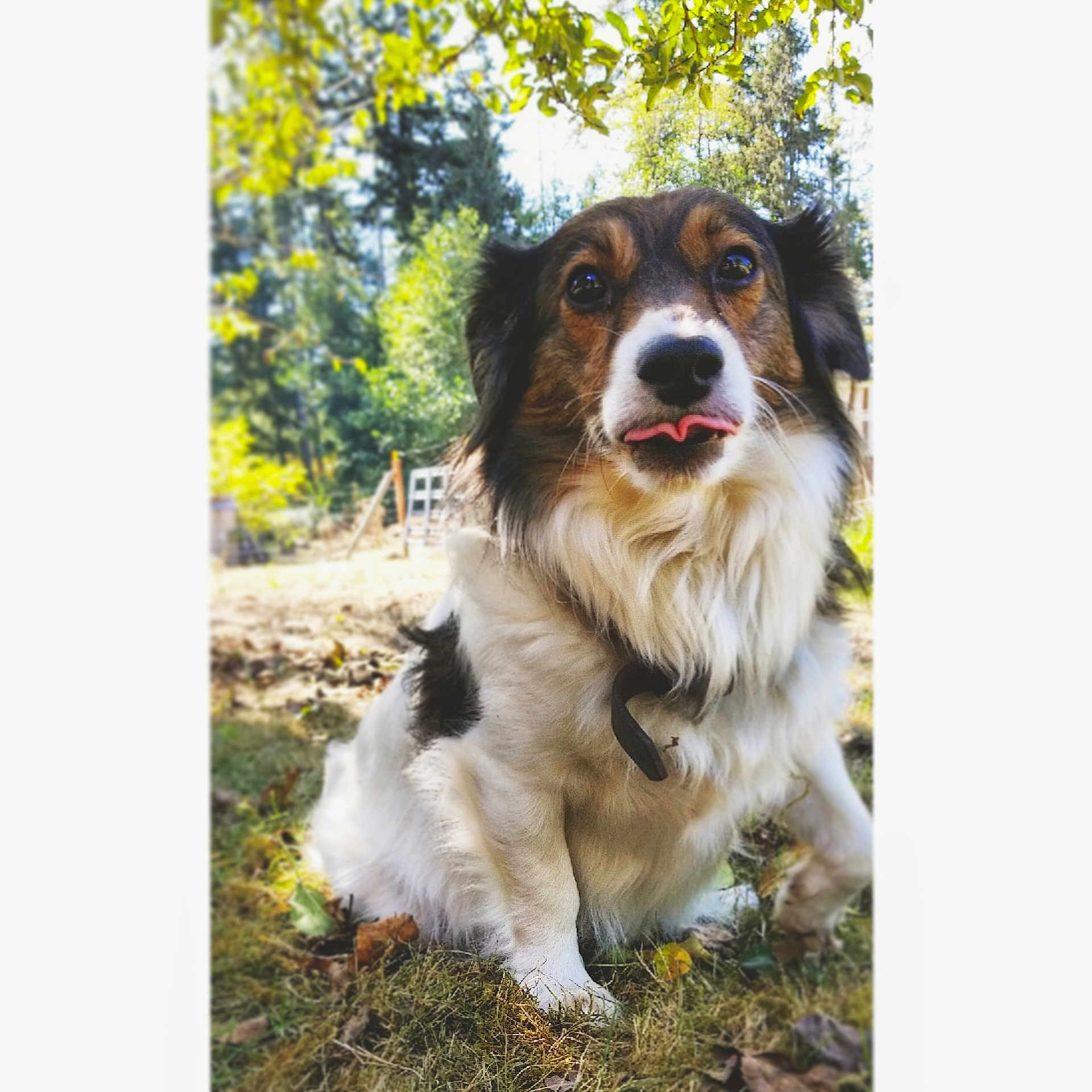 Auggie