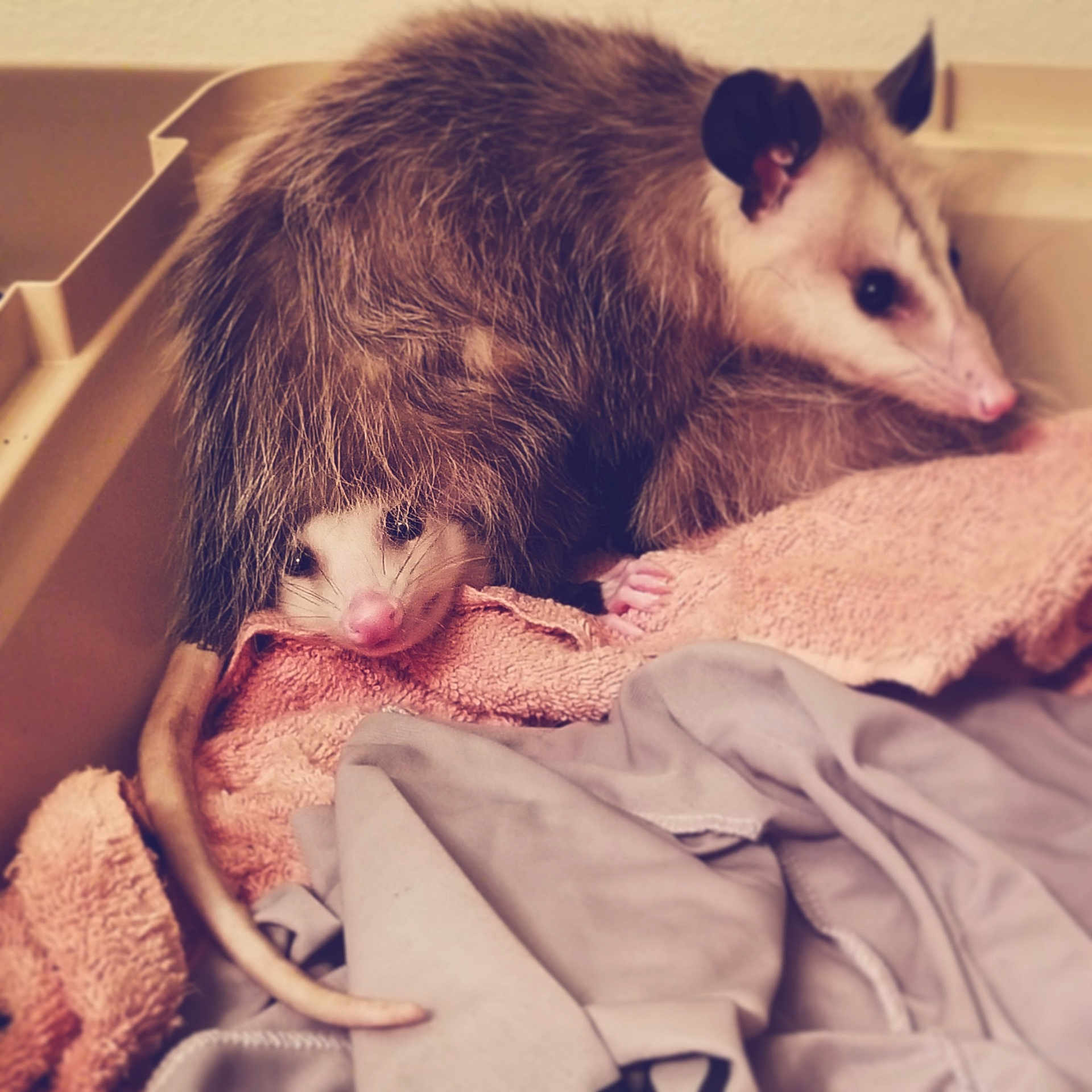 Oswald is registered to the contest to win money with this photo: baby, common_opossum, ear, fur, marsupial, nose, opossum, possum, sky, virginia_opossum, whiskers