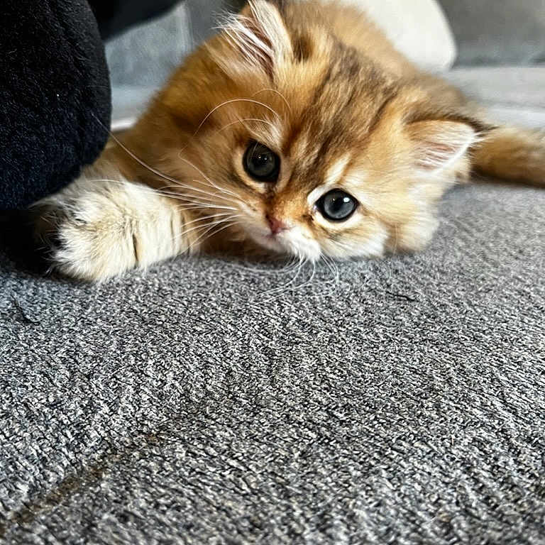 Millie joined the competition — help win amazing prizes! abyssinian, animal, bird, blanket, canine, cat, couch, cushion, dog, furniture, homedecor, kitten, manx, penguin, pet, puppy