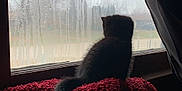 Harper is registered to the contest to win money with this photo: animal, blanket, cat, cozy, curtain, dark_fur, foggy_window, home, indoor, kitten, looking_out, moody, pet, quiet, rain, raindrops, red_blanket, resting, silhouette, window