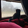 animal, blanket, cat, cozy, curtain, dark_fur, foggy_window, home, indoor, kitten, looking_out, moody, pet, quiet, rain, raindrops, red_blanket, resting, silhouette, window