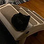 animal, black_cat, cat_stair, cozy, curious, cute, dim_lighting, domestic_cat, floor, furniture, home, indoor, kitten, looking_up, pet, pillow, resting_place, small_cat, striped_rug, wooden_floor
