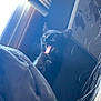 animal, black_cat, blanket, blinds, cat, cozy, fur, furniture, home, indoor, light, pet, relaxation, shadow, soft_texture, wall_art, whiskers, window, world_map, yawning