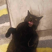 Loki joined the competition — help win amazing prizes! black_cat, cat, pet, animal, fur, tongue, eyes, floor, rug, marble, funny_face, lying_down, indoor, cute, playful, whiskers, ears, paw, expression, surprised