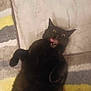black_cat, cat, pet, animal, fur, tongue, eyes, floor, rug, marble, funny_face, lying_down, indoor, cute, playful, whiskers, ears, paw, expression, surprised