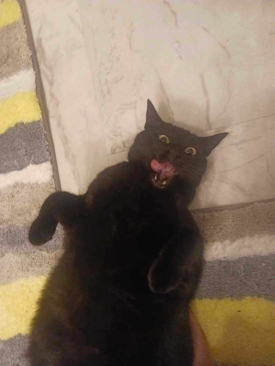 Loki joined the competition — help win amazing prizes! black_cat, cat, pet, animal, fur, tongue, eyes, floor, rug, marble, funny_face, lying_down, indoor, cute, playful, whiskers, ears, paw, expression, surprised
