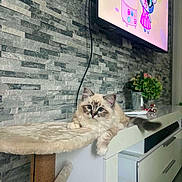 Snow participe au concours pour gagner de l'argent avec cette photo : animal, cabinet, cartoon, cat, cat_tree, curious, cute, flower_pot, fluffy_cat, furniture, gray_wall, home, indoor, living_room, modern_decor, pet, plant, relaxed, stone_wall, television