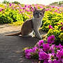 Automne participe au concours pour gagner de l'argent avec cette photo : adorable, animal, cat, cute, feline, flower, fluffy, garden, greenery, kitten, nature, outdoor, path, peaceful, pet, pink_flower, small, sunlight, yellow_flower, young