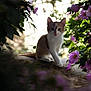 Automne a rejoint le concours — aidez-le/la à gagner de superbes lots ! animal, cat, closeup, curious, flower, garden, greenery, kitten, leaf, moss, nature, orange_and_white, outdoor, pet, plant, purple_flower, rock, sitting, soft_light, young_cat