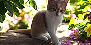 Automne participe au concours pour gagner de l'argent avec cette photo : animal, cat, cute, daylight, flower, garden, greenery, kitten, leaf, nature, outdoor, pet, pink_petal, plant, red_flower, sitting, small_animal, sunlight, yellow_flower, young_animal