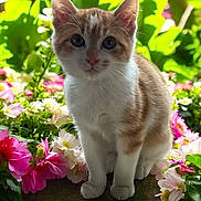 Automne participe au concours pour gagner de l'argent avec cette photo : animal, cat, close_up, curious, cute, flowers, fur, green_foliage, kitten, nature, orange_and_white, outdoor, paws, pet, pink_flowers, portrait, sitting, small, whiskers, white_flowers