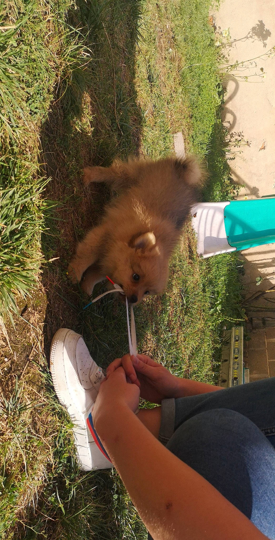 Snow participe au concours pour gagner de l'argent avec cette photo : bear, brown_bear, canidae, carnivore, companion_dog, dog_breed, fawn, felidae, fur, grass, human_leg, knee, plant, sitting, snout, sporting_group, tail, terrestrial_animal, thigh, wildlife