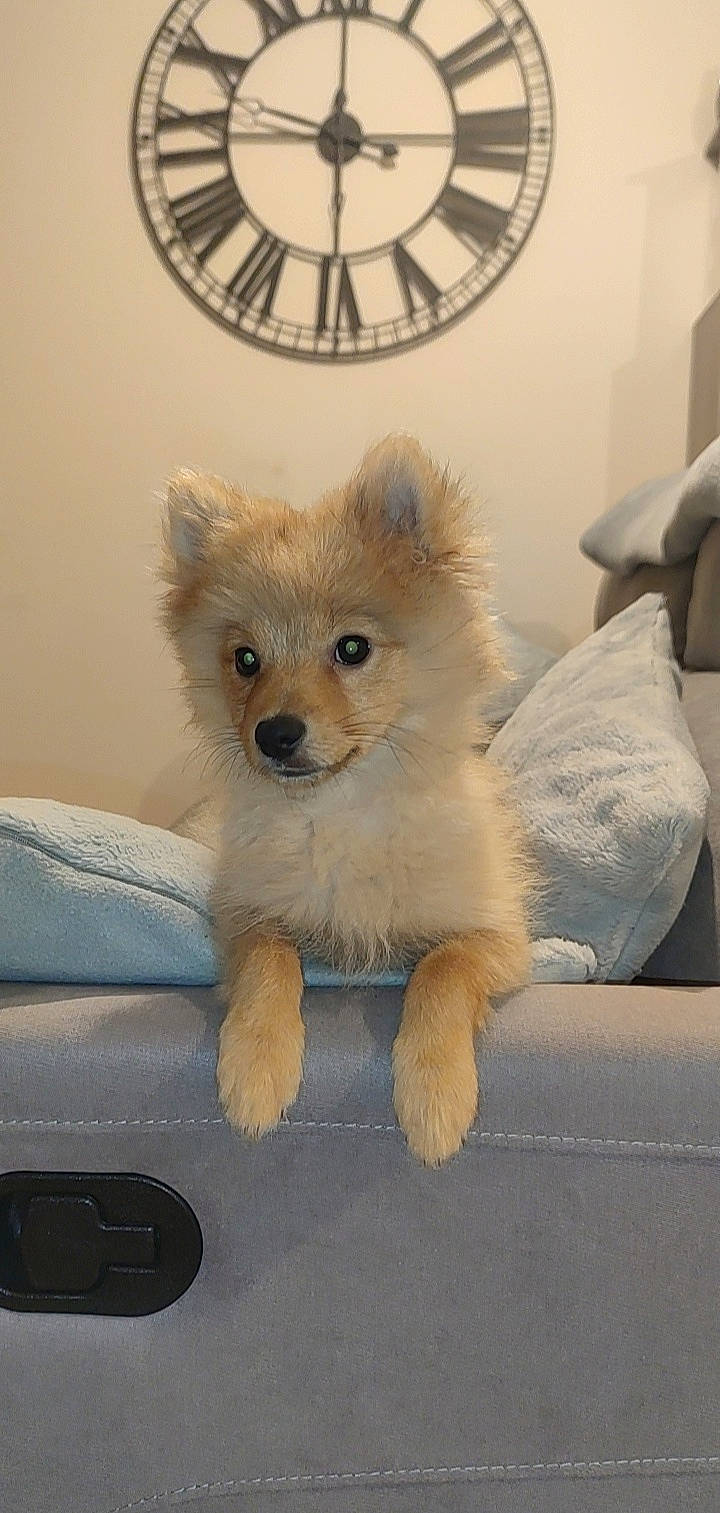 Snow a rejoint le concours — aidez-le/la à gagner de superbes lots ! canidae, carnivore, companion_dog, dog, dog_breed, fawn, fur, german_spitz, plush, snout, spitz, stairs, stuffed_toy, tail, terrestrial_animal, toy, toy_dog, whiskers, window, working_animal