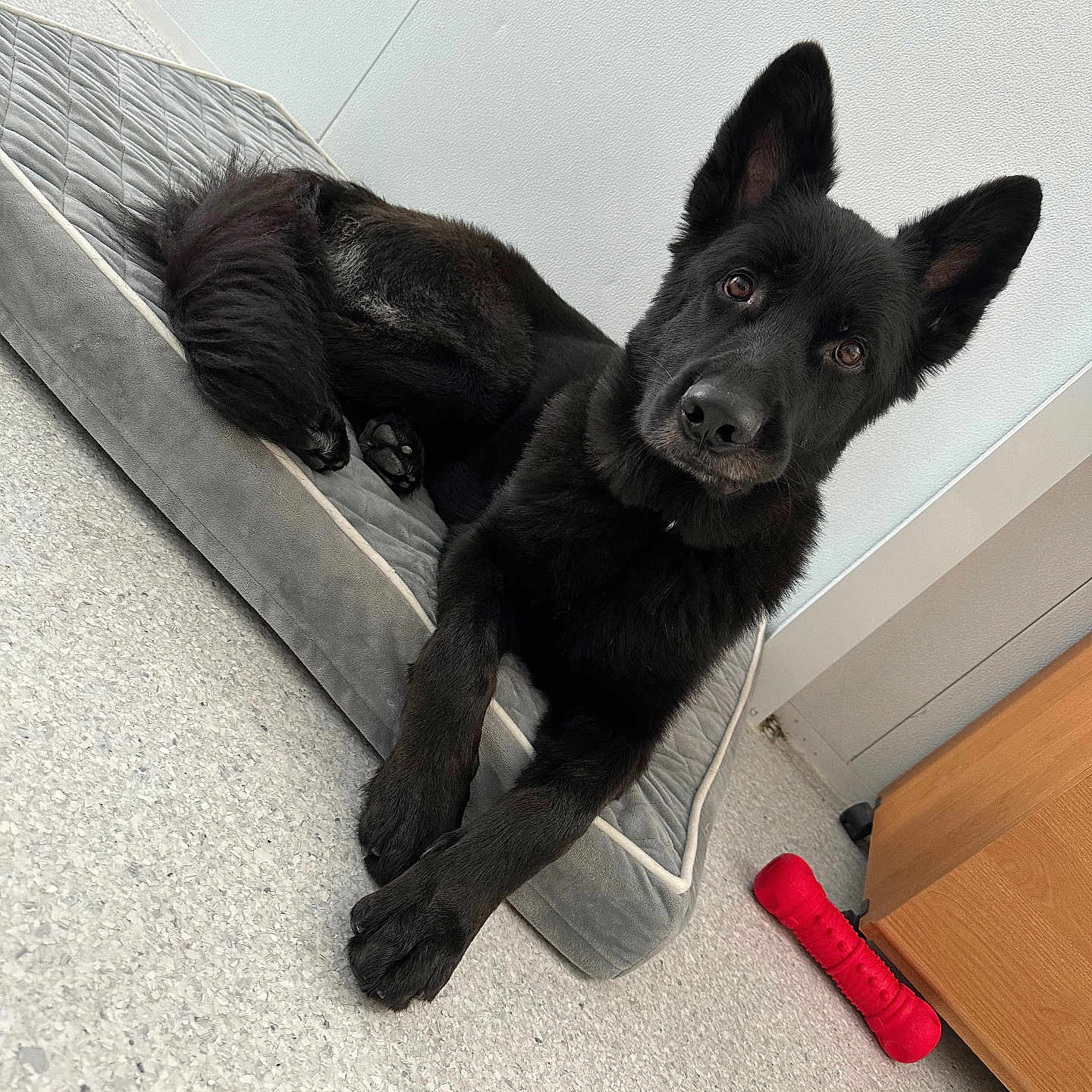 Zuko is registered to the contest to win money with this photo: accessories, animal, canine, den, dog, dogbed, doghouse, drawer, furniture, germanshepherd, husky, indoors, labradorretriever, leash, pet, policedog, puppy, strap, wood