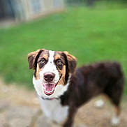 Lady is registered to the contest to win money with this photo: animal, blurred_background, brown_and_white, canine, cat, daylight, dog, ears, eyes, friendly, grass, happy, nature, nose, outdoor, pet, smiling, stone_path, tabby, tongue_out