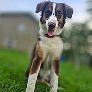 Lady is registered to the contest to win money with this photo: dog, grass, outdoor, tongue_out, happy, pet, canine, blurred_background, house, nature, animal, brown_white_fur, collar, sitting, summer, daylight, playful, closeup, greenery, portrait