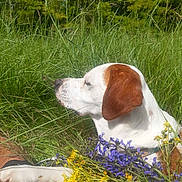 Yoyo a rejoint le concours — aidez-le/la à gagner de superbes lots ! animal, canine, closeup, collar, dog, floral, fur, grass, greenery, nature, outdoor, peaceful, pet, purple_flowers, relaxing, resting, summer, sunlight, wildflowers, yellow_flowers