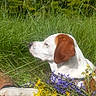 animal, canine, closeup, collar, dog, floral, fur, grass, greenery, nature, outdoor, peaceful, pet, purple_flowers, relaxing, resting, summer, sunlight, wildflowers, yellow_flowers