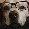 Yoyo participe au concours pour gagner de l'argent avec cette photo : animal, brown, charming, close_up, cute, dog, expression, eyes, eyewear, face, fur, glasses, head, indoors, muzzle, nose, pet, portrait, wearing, white