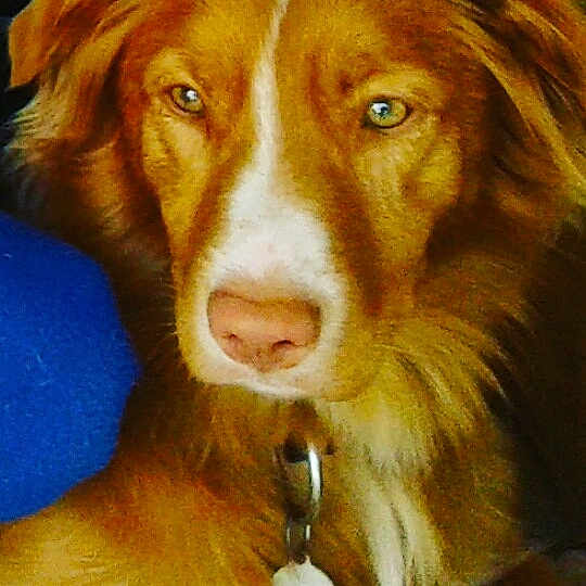 Leika