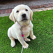 Potato is registered to the contest to win money with this photo: adorable, animal, canine, collar, cute, dog, domestic, friendly, fur, grass, labrador, leash, nature, outdoor, pet, pet_accessory, playful, puppy, sitting, young