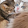 Coco participe au concours pour gagner de l'argent avec cette photo : affection, animal, blue_eyes, cat, cats, close_up, companion, cozy, cute, fur, indoor, long_hair_cat, pet, pink_nose, resting, sleeping, snuggling, soft, tabby_cat, whiskers
