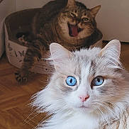 Coco a rejoint le concours — aidez-le/la à gagner de superbes lots ! cat, blue_eyes, fluffy, tabby_cat, yawning, cat_bed, indoor, wooden_floor, pet, feline, close_up, curious, fur, whiskers, portrait, two_cats, animal, domestic_cat, expression, background