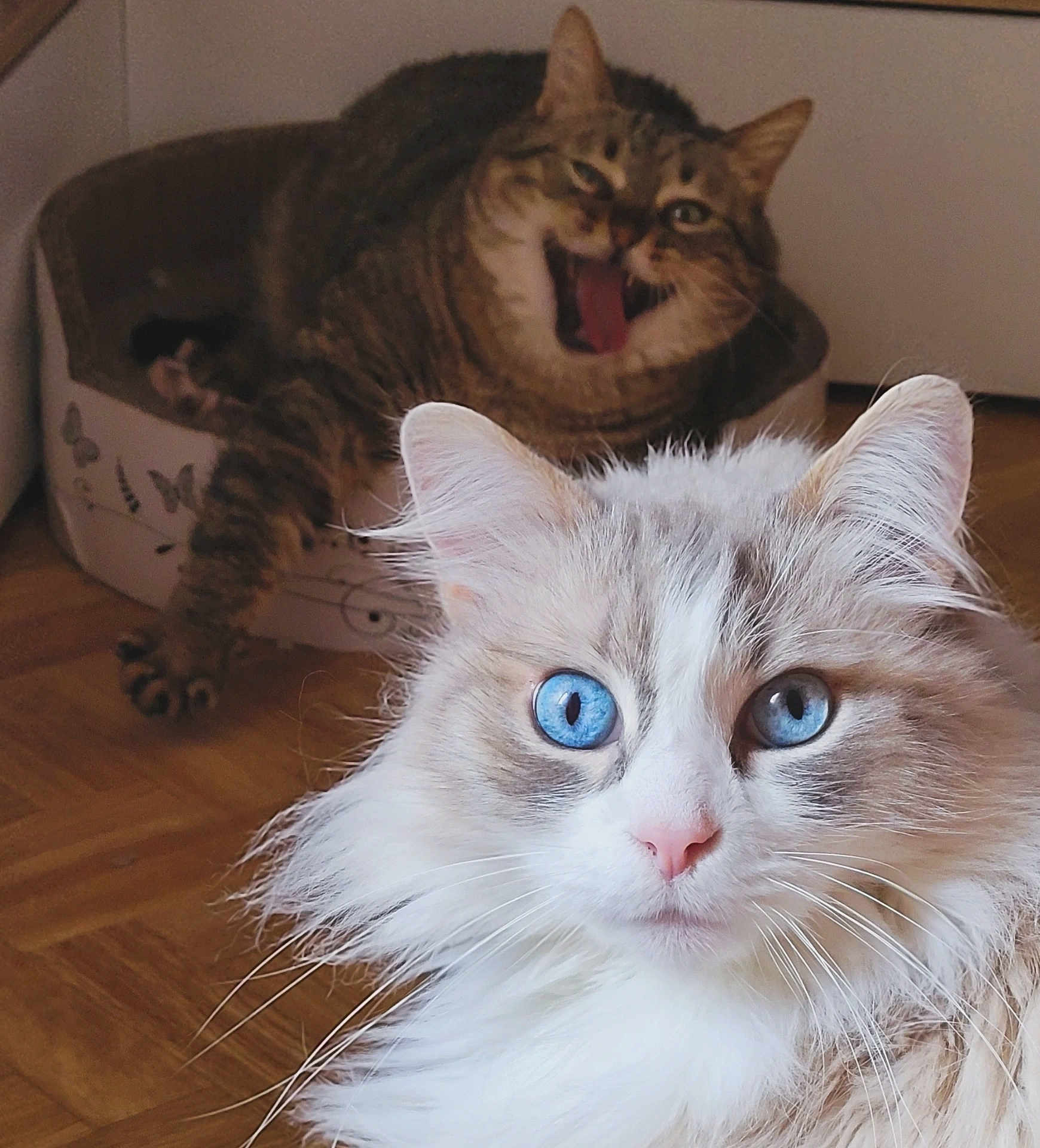 Coco a rejoint le concours — aidez-le/la à gagner de superbes lots ! cat, blue_eyes, fluffy, tabby_cat, yawning, cat_bed, indoor, wooden_floor, pet, feline, close_up, curious, fur, whiskers, portrait, two_cats, animal, domestic_cat, expression, background