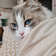 Coco participe au concours pour gagner de l'argent avec cette photo : animal, blanket, blue_eyes, cat, close_up, comfort, cozy, curious, cute, domestic_animal, face, fluffy, fur, indoor, mammal, pet, relaxed, resting, sleepy, whiskers