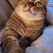 Caline participe au concours pour gagner de l'argent avec cette photo : cat, tabby, pet, animal, indoor, feline, whiskers, paw, curious, closeup, cozy, soft, blanket, cushion, fur, relaxed, cute, domestic, stretching, eyes