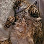 Caline participe au concours pour gagner de l'argent avec cette photo : cat, tabby, fluffy, lying_down, belly_up, relaxed, paws, whiskers, fur, indoor, blanket, cozy, pet, cute, sleepy, closeup, animal, mammal, feline, resting