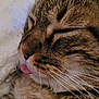 Caline a rejoint le concours — aidez-le/la à gagner de superbes lots ! cat, tabby, close_up, tongue_out, sleeping, whiskers, fur, pet, animal, cute, relaxed, face, muzzle, domestic_cat, feline, soft, cozy, portrait, cute_pet, resting