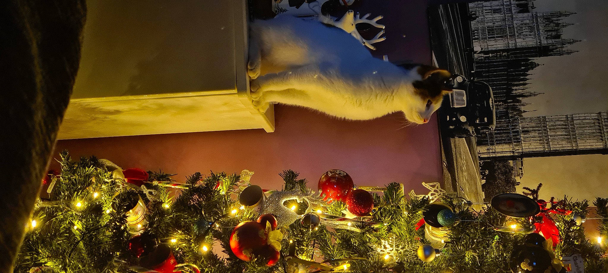 Tilly is registered to the contest to win money with this photo: art, building, christmas, christmas_decoration, christmas_ornament, event, evergreen, feather, heat, holiday_ornament, light, ornament, plant, room, sculpture, sky, statue, tints_and_shades, tree, winter