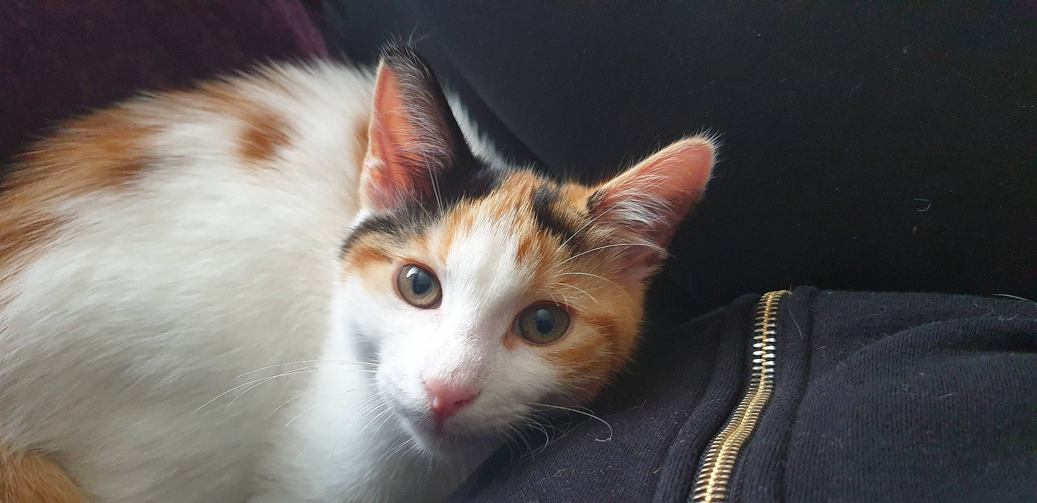 Tilly is registered to the contest to win money with this photo: carnivore, cat, darkness, domestic_short_haired_cat, eye, fawn, felidae, fur, paw, small_to_medium_sized_cats, snout, tree, whiskers, wildlife, window