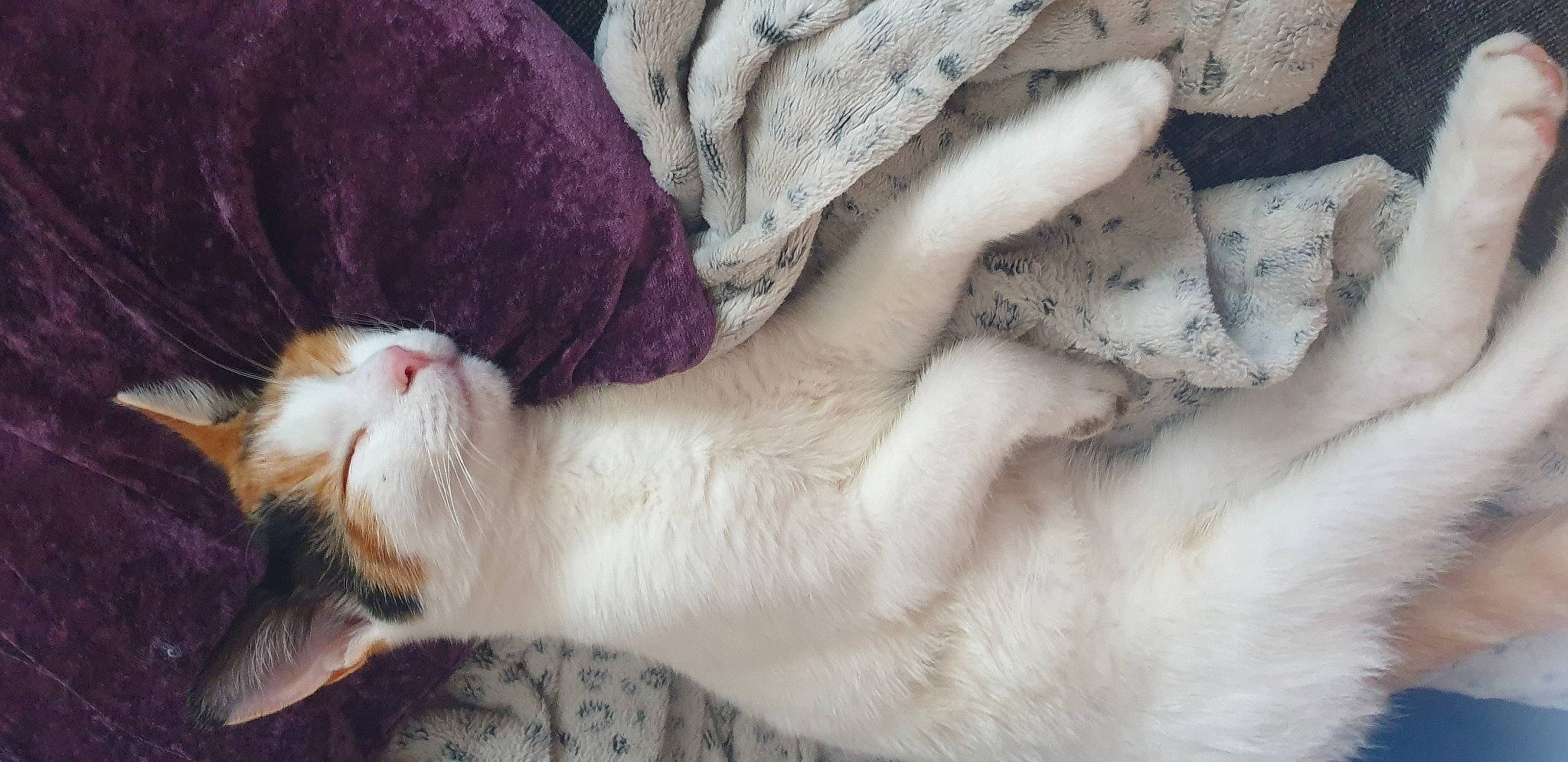 Tilly joined the competition — help win amazing prizes! canidae, carnivore, cat, claw, comfort, domestic_short_haired_cat, fawn, felidae, foot, fur, gesture, human_leg, nail, nap, paw, small_to_medium_sized_cats, snout, tail, toe, whiskers