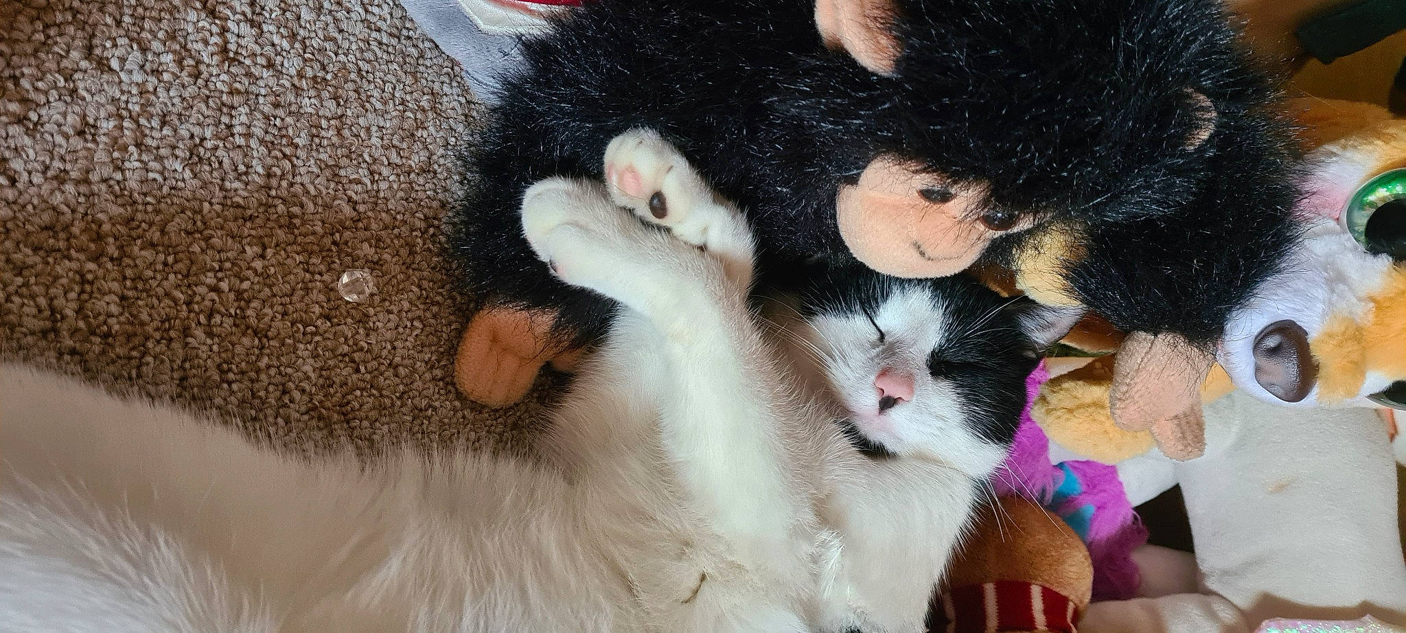 Rufus is registered to the contest to win money with this photo: bangs, carnivore, cat, claw, comfort, domestic_short_haired_cat, ear, felidae, foot, fur, gesture, lap, nail, paw, small_to_medium_sized_cats, snout, tail, toy, whiskers