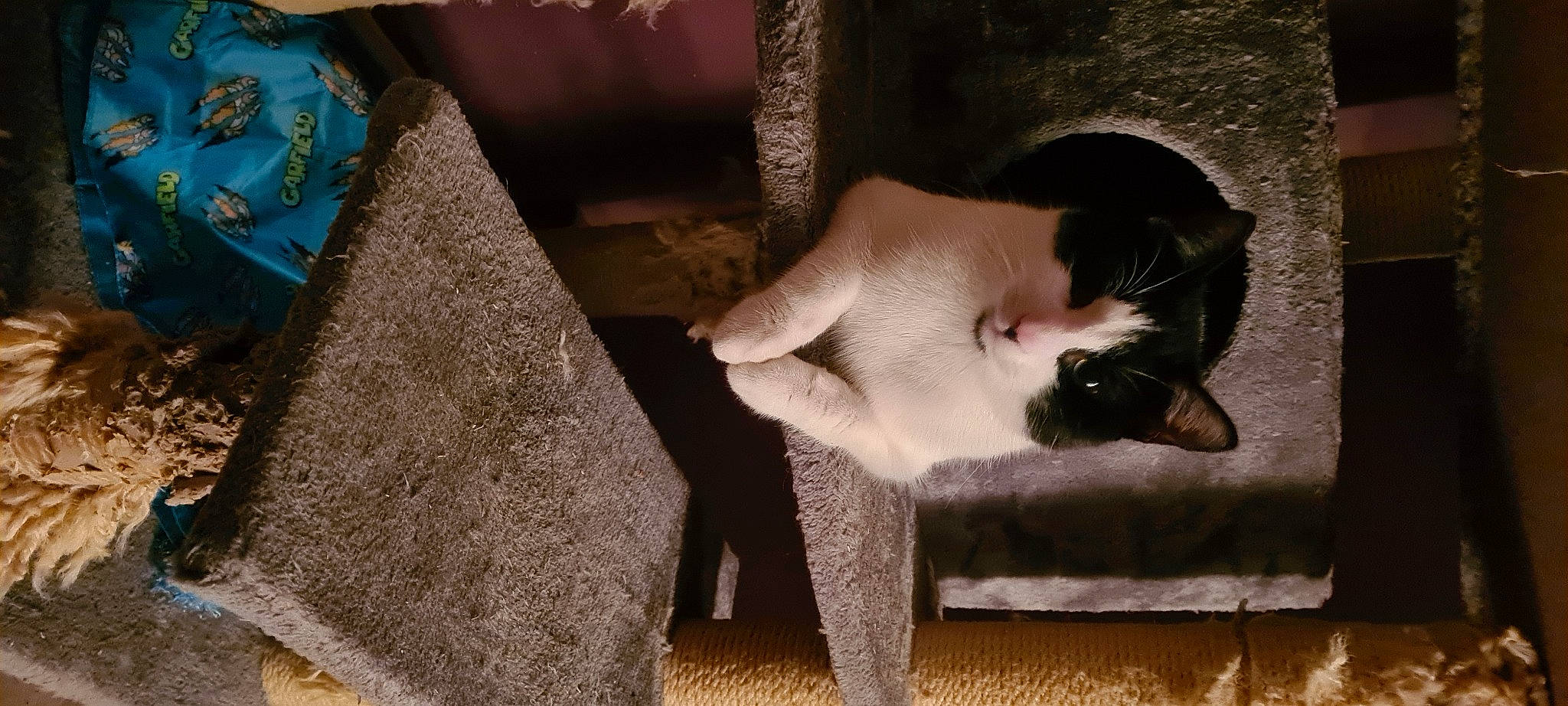 Rufus joined the competition — help win amazing prizes! balinese, carnivore, cat, chair, comfort, domestic_short_haired_cat, fawn, felidae, flooring, fur, room, shadow, siamese, small_to_medium_sized_cats, snout, tail, thai, tints_and_shades, whiskers, wood