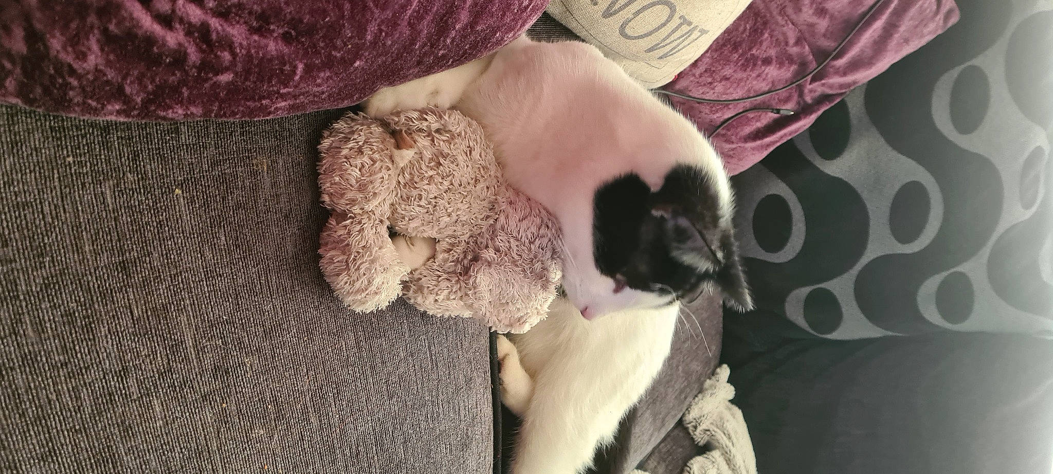 Rufus is registered to the contest to win money with this photo: canidae, carnivore, comfort, companion_dog, dog_breed, fawn, felidae, fur, human_leg, magenta, paw, small_to_medium_sized_cats, snout, sporting_group, stuffed_toy, sunglasses, tail, toy, toy_dog, whiskers