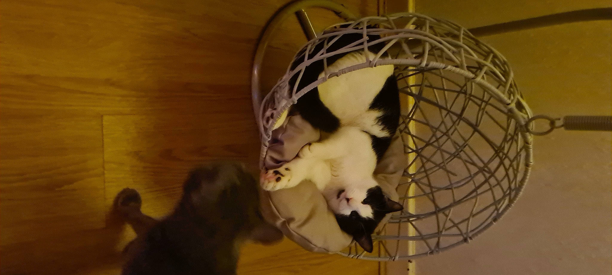 Rufus joined the competition — help win amazing prizes! animal_shelter, cage, carnivore, cat, cat_supply, companion_dog, dog_breed, domestic_short_haired_cat, felidae, fur, mammal, mesh, paw, pet_supply, rodent, small_to_medium_sized_cats, sporting_group, tail, vertebrate, whiskers