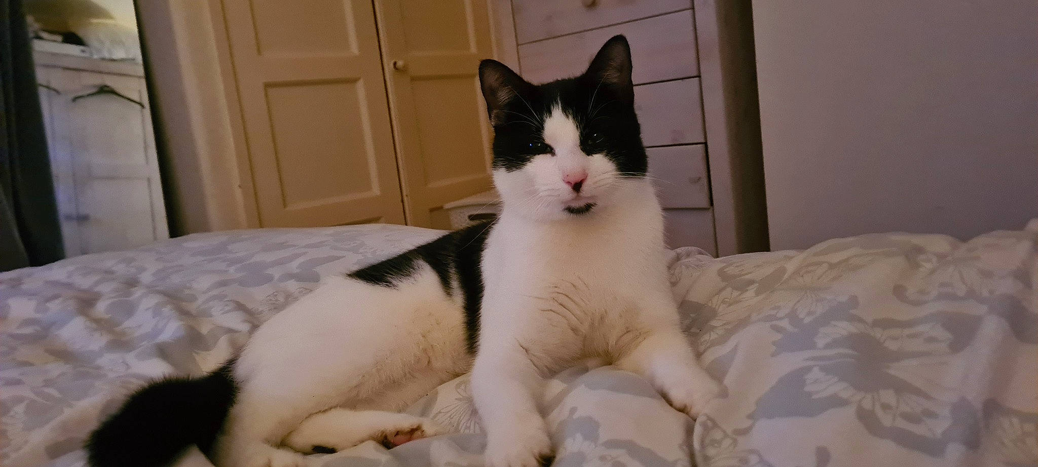 Rufus is registered to the contest to win money with this photo: carnivore, cat, claw, comfort, domestic_short_haired_cat, door, felidae, fur, linens, paw, sitting, small_to_medium_sized_cats, snout, tail, terrestrial_animal, whiskers