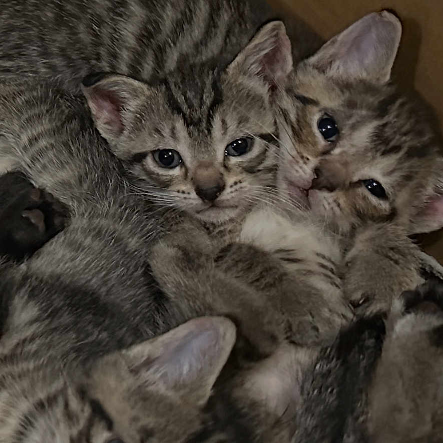 Cuties