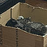 Cuties joined the competition — help win amazing prizes! animal, black_cat, box, cardboard_box, cat, cozy, cute, domestic_cat, floor, furniture, home, indoor, kitten, nap, pet, resting, sleeping, tabby_cat, two_cats, wooden_floor