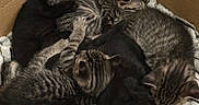 Cuties joined the competition — help win amazing prizes! animal, black_cat, box, cardboard, cat, cozy, cute, fur, furry, group, indoor, kitten, pet, pile, resting, sleeping, small, snuggling, striped_blanket, tabby