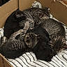 animal, black_cat, box, cardboard, cat, cozy, cute, fur, furry, group, indoor, kitten, pet, pile, resting, sleeping, small, snuggling, striped_blanket, tabby
