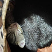Cuties joined the competition — help win amazing prizes! animal, bed, cat, cozy, curled_up, cute, domestic, ears, feline, fur, indoor, kitten, leopard_print, peaceful, pet, resting, sleeping, soft, tabby, whiskers