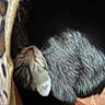 animal, bed, cat, cozy, curled_up, cute, domestic, ears, feline, fur, indoor, kitten, leopard_print, peaceful, pet, resting, sleeping, soft, tabby, whiskers