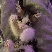 Iris joined the competition — help win amazing prizes! kitten, cat, paw, fur, cute, pet, animal, whiskers, ears, eyes, lying_down, soft, cozy, indoor, closeup, fluffy, young, playful, feline, relaxed