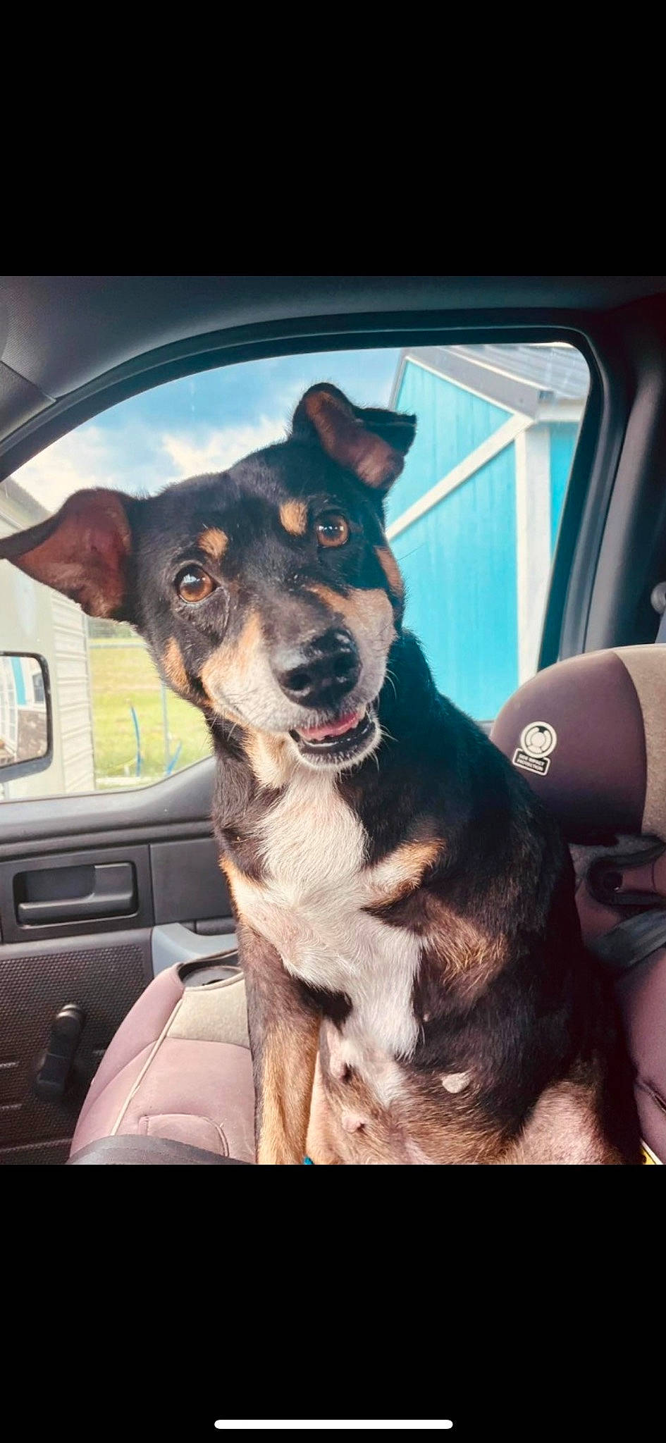 Grace joined the competition — help win amazing prizes! auto_part, automotive_exterior, car, car_seat, car_seat_cover, carnivore, collar, companion_dog, dog, dog_breed, dog_collar, gesture, hood, motor_vehicle, snout, steering_wheel, vehicle, vehicle_door, window, windshield